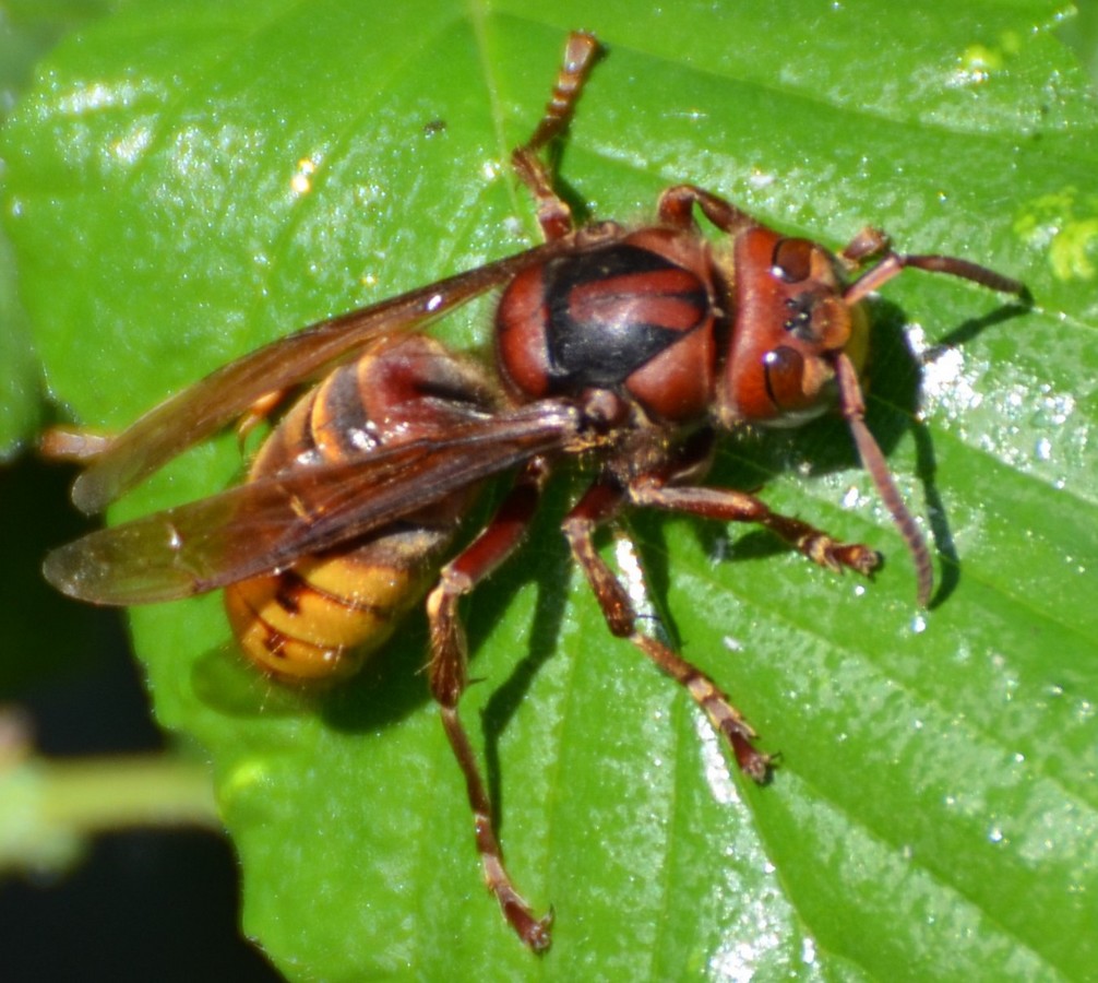 Calabrone?  S, regina di Vespa crabro